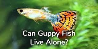 Can Guppy Fish Live Alone In A Small Fish Tank