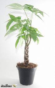 Zz Plant Zamioculcas Zamiifolia Bonsai Indoor House Office Dorm School Desk Live Plant 4 Pot Plants Money Trees Houseplants