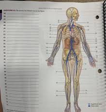 Arteries that carry blood away from the heart, branching into smaller arterioles throughout the body and eventually forming the capillary network. Solved Review Sheet Anatomy Of Blood Vessels Questions 4 Chegg Com