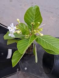 Image result for Guettarda