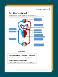 Blutkreislauf Und Herz