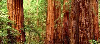 Maybe you would like to learn more about one of these? Redwood Trees Canvas Art Icanvas