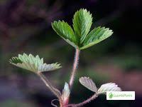 This species grows well in a variety of soils and light conditions. Wild Strawberry Fragaria Vesca Flowers Naturegate