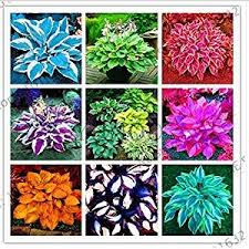 Portal Cool Bunte Hosta Mix Bonsai Seed Baum Blumen Pflanzen Dekor Hausgarten Hosta Pflanzen Gartensamen Pflanzen Bestellen
