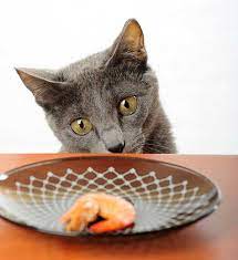Can Cats Eat Shrimp Will They Become Sick