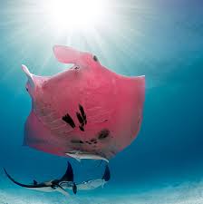 Discover more posts about rochen. Pinker Rochen Verzaubert Unterwasserfotografen Geo
