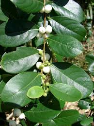 Image result for Flueggea