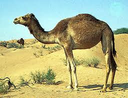 That store of fat is like a spare tank of gasoline in your car trunk. Livestock Farming Buffalo And Camels Britannica
