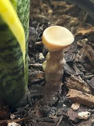 Image result for Cola natalensis