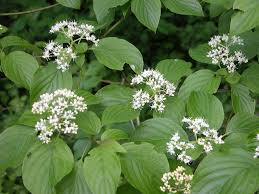 Image result for Cornaceae