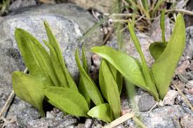 Image result for Ophioglossum gomezianum
