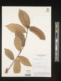 Image result for Lindackeria bukobensis