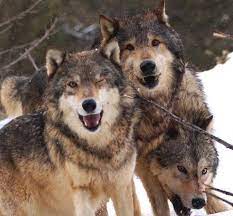 Pin By Magdalena Duran On Wolves Wolf Time Wolf Love Wild Dogs