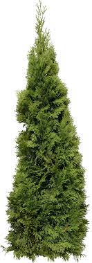 Green Big Fir Tree Png Image Big Firtree Green Image Png Garden Images Fir Tree Tree Psd