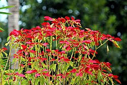 Image result for Euphorbia pulcherrima