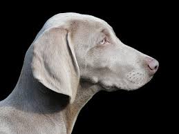 Cane da pastore e da guardia alle greggi per natura, il pastore questa energia, che talora viene definita esuberanza, associata alla prorompente forza fisica di questo cane elegante e muscoloso, ha. Weimaraner Aspetto Comportamento Educazione Ed Alimentazione