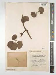 Image result for Ficus tettensis