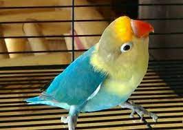 Check spelling or type a new query. Herkunft Usul Lovebird Parblue Budidayalabet Blo Pet Birds Cute Birds African Lovebirds