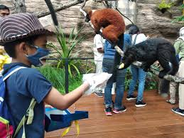 Maybe you would like to learn more about one of these? Wow Batu Secret Zoo Jadi Satu Satunya Kebun Binatang Di Asia Tenggara Dengan Spesies Lemur Terbanyak