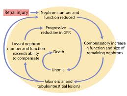 Chronic kidney disease (ckd) is a common disorder of cats, particularly those in middle to old age. Chronic Kidney Disease Part 2 Diagnosis Etiopathogenesis Clinician S Brief