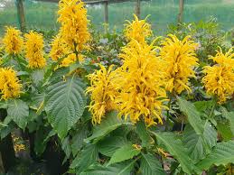 Image result for Justicia aurea
