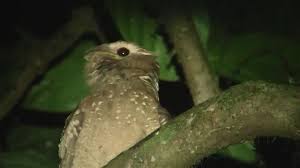 They are found in asia and australasia, are poor. Large Frogmouth Ebird