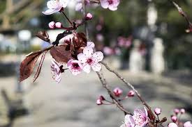 Hd 0:29 fiori impianto natura. Hd Wallpaper Fiori Di Pesco Spring Nature Rosa Sky Ielix Elijah Clerici Wallpaper Flare