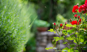 Erhalten sie eine aktuelle liste aller unternehmen der branche gebäudebetreuung; Knof Garten Und Landschaftsbau Ihr Partner Fur Gartengestaltung Gartenpflege Pflasterungen Plattierungen Zaunbau