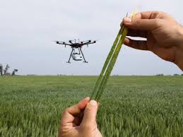 The scientists are doing their researches on this field. Farmers Use Ai To Catch Disease And Pests It Could Be The Future Of Agriculture
