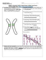 Entdecke rezepte, einrichtungsideen, stilinterpretationen und andere ideen zum ausprobieren. Amoeba Sisters Intro To Heredity Docx Amoeba Sisters Heredity Introduction Name P Video 1 Amoeba Sisters Video Recap Alleles And Genes Video Link Course Hero