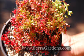 Image result for Crassula rhodesica