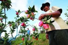 Maybe you would like to learn more about one of these? Siswanto Budidayakan Apel Di Lumbung Kopi Serambi Indonesia