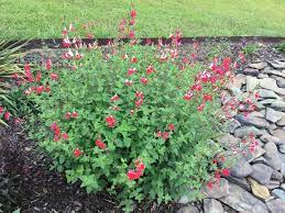 Pin On Plants For Louisiana