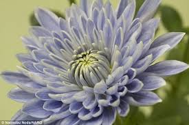 Scientists Create The Worlds First Blue Chrysanthemum