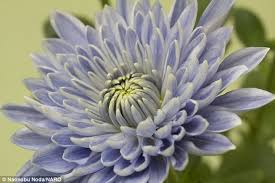 scientists create the worlds first blue chrysanthemum