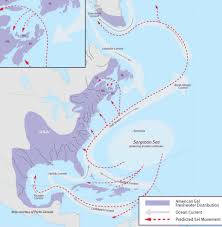 The cinematography is simply beautiful. The Nature Lover S Book Club The Book Of Eels By Patrik Svensson