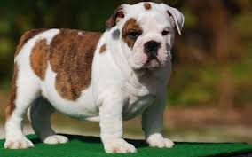 Popular Types Of Bulldogs Modern And Extinct Breeds