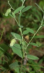 Image result for Crotalaria pudica