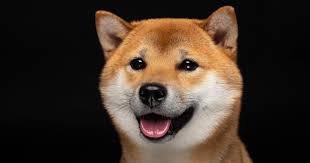 Cryptocurrency dogecoin that started as parody now valued at over $1bn. 0doxebbbkvnnym