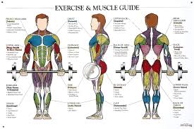 Pin By M E Adha On Workout Muscle Anatomy Exercise