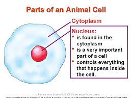 They comprise of other organelles and cellular structures which carry out specific functions necessary for. Chapter 2 The Unit Of Life My Pals