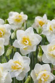 Narcissus White Lion Daffodil Bulbs Daffodils Planting Daffodil Bulbs