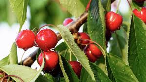 Cherry tree finally offered a great solution of transitioning my practice but allowing my same office systems and personnel to remain intact. How To Plant And Grow A Cherry Tree Bunnings Australia