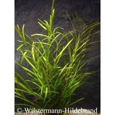 Image result for Potamogeton octandrus