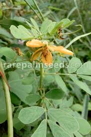 Image result for Senna tora