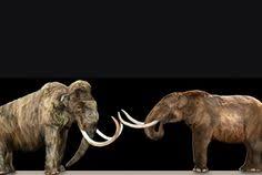 I forgot it's name, but the wooly mammoth shared an ancestor with the current elephant species. 160 Natural History Ideas Paleontology Natural History Geology