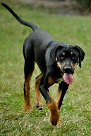 Black And Tan Catahoula Leopard Dog Miss Black Diamond Catahoula Leopard Dog Leopard Dog Catahoula
