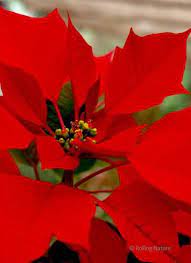 Red Poinsettia Flower Close Up Amazing Flowers Flower Close Up Poinsettia Flower