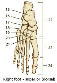 (indicated in most are visible on the inside of the leg. Free Anatomy Quiz Anatomy Of The Foot Bones Quiz 1