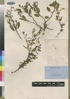 Image result for Hermannia kirkii